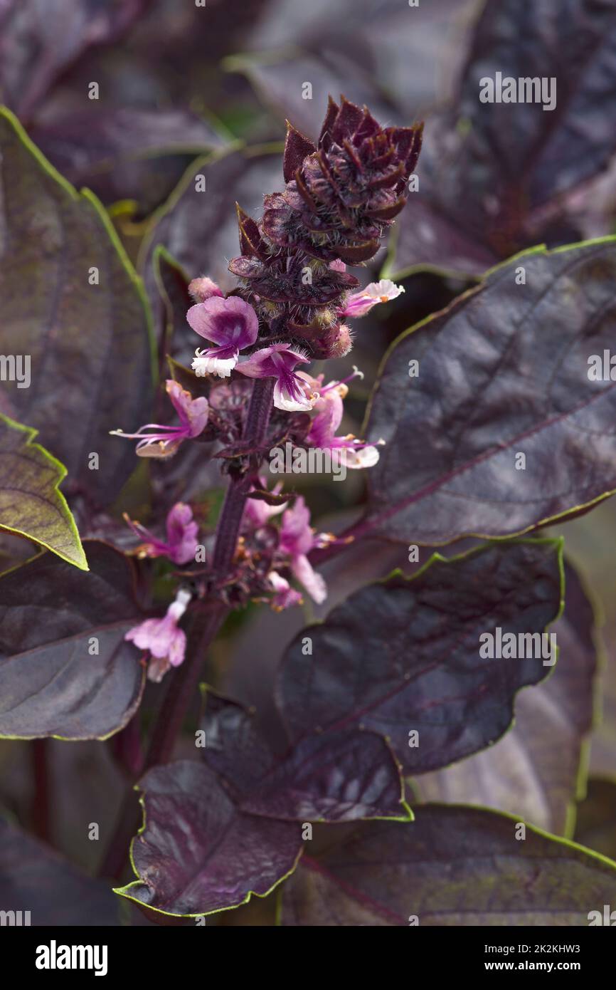 Immagine ravvicinata dei fiori di basilico di Rubin rosso Foto Stock