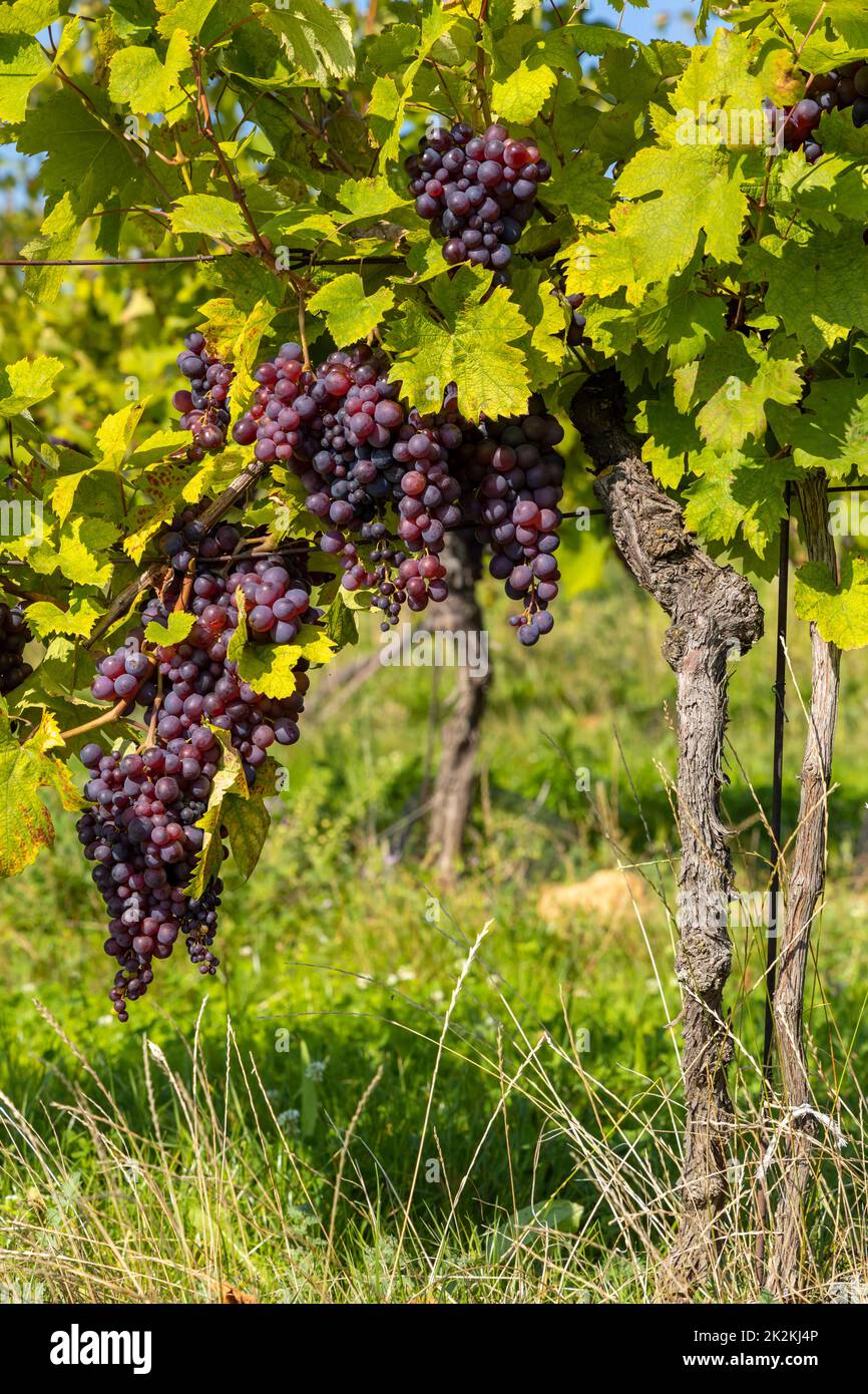 Maturazione delle uve nella Moravia meridionale, Repubblica Ceca Foto Stock