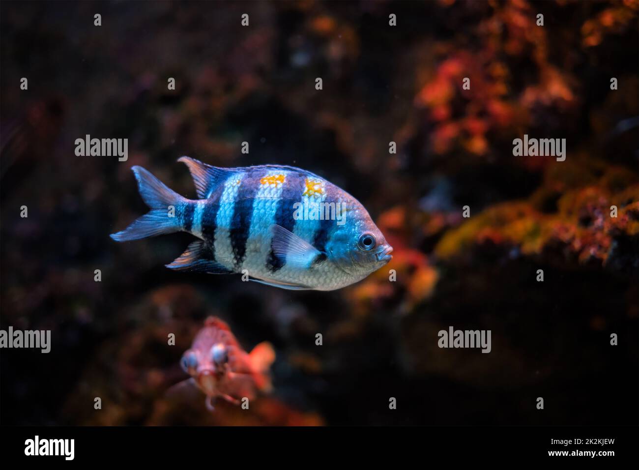 Pesce Abudefduf vaigiensis, sergente Indo-Pacifico Foto Stock