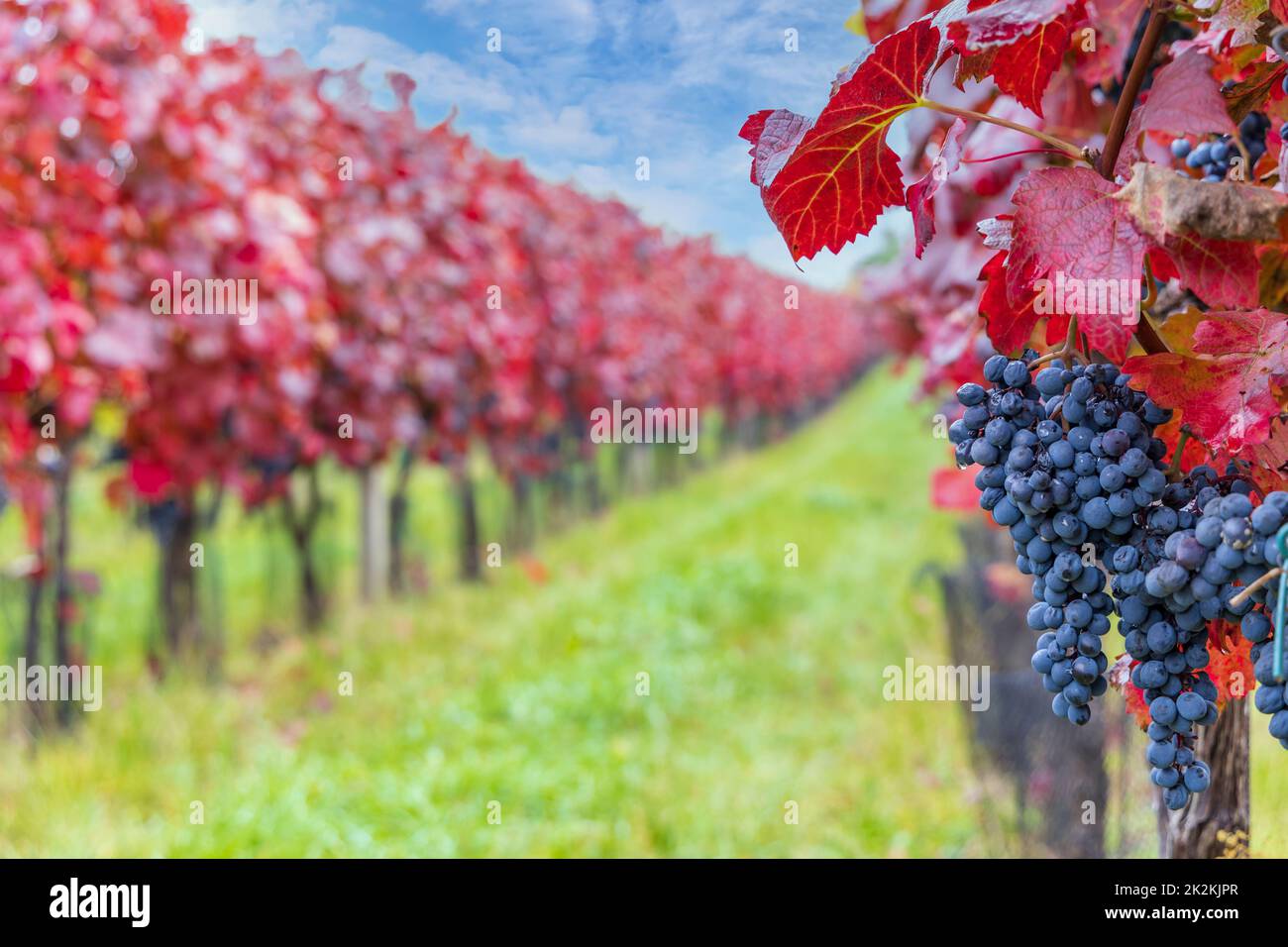 Uva blu Alibernet in vigna d'autunno, Moravia meridionale, Repubblica Ceca Foto Stock