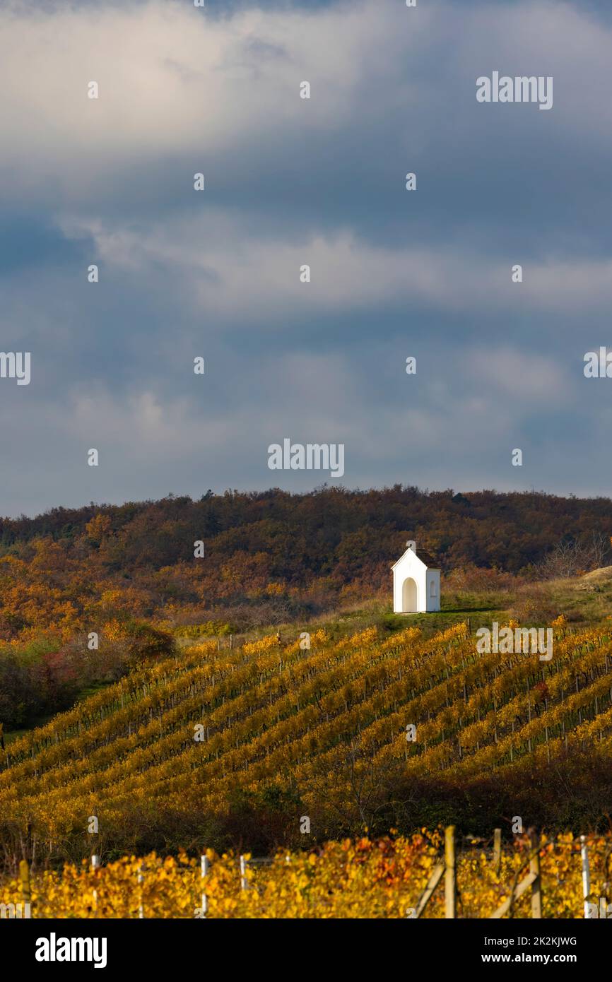 Vigna d'autunno vicino a Hnanice, regione di Znojmo, Boemia meridionale, Repubblica Ceca Foto Stock