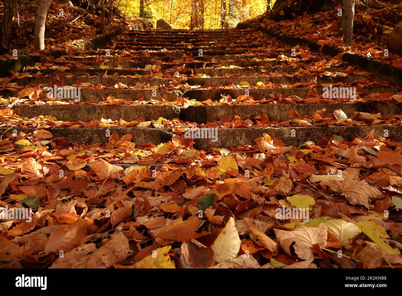 Scalinata nel parco del Monastero di Rila, completamente coperta di foglie in autunno Foto Stock