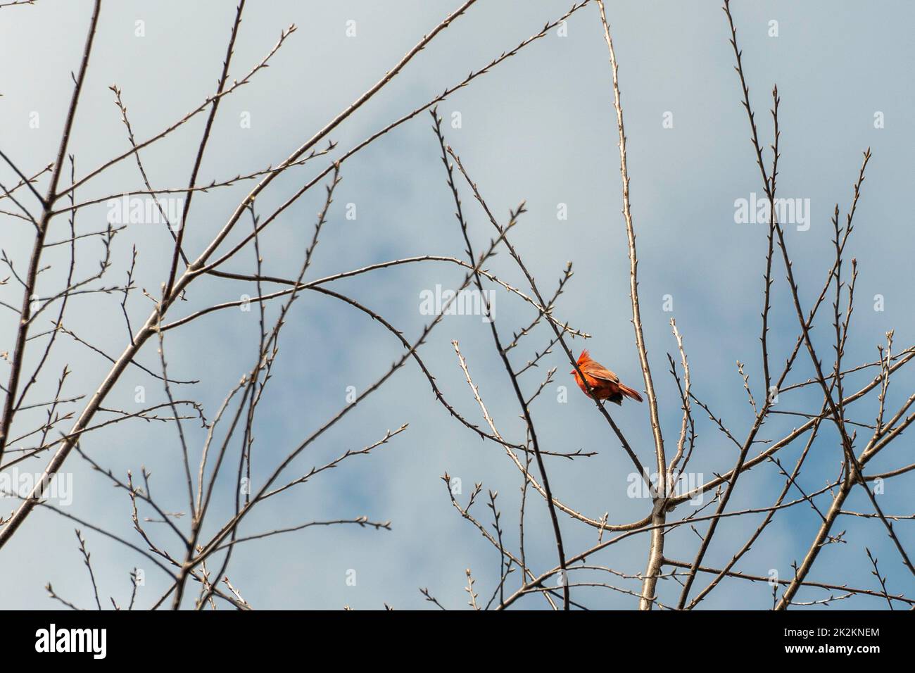 Primavera, i Cardinali sono arrivati Foto Stock