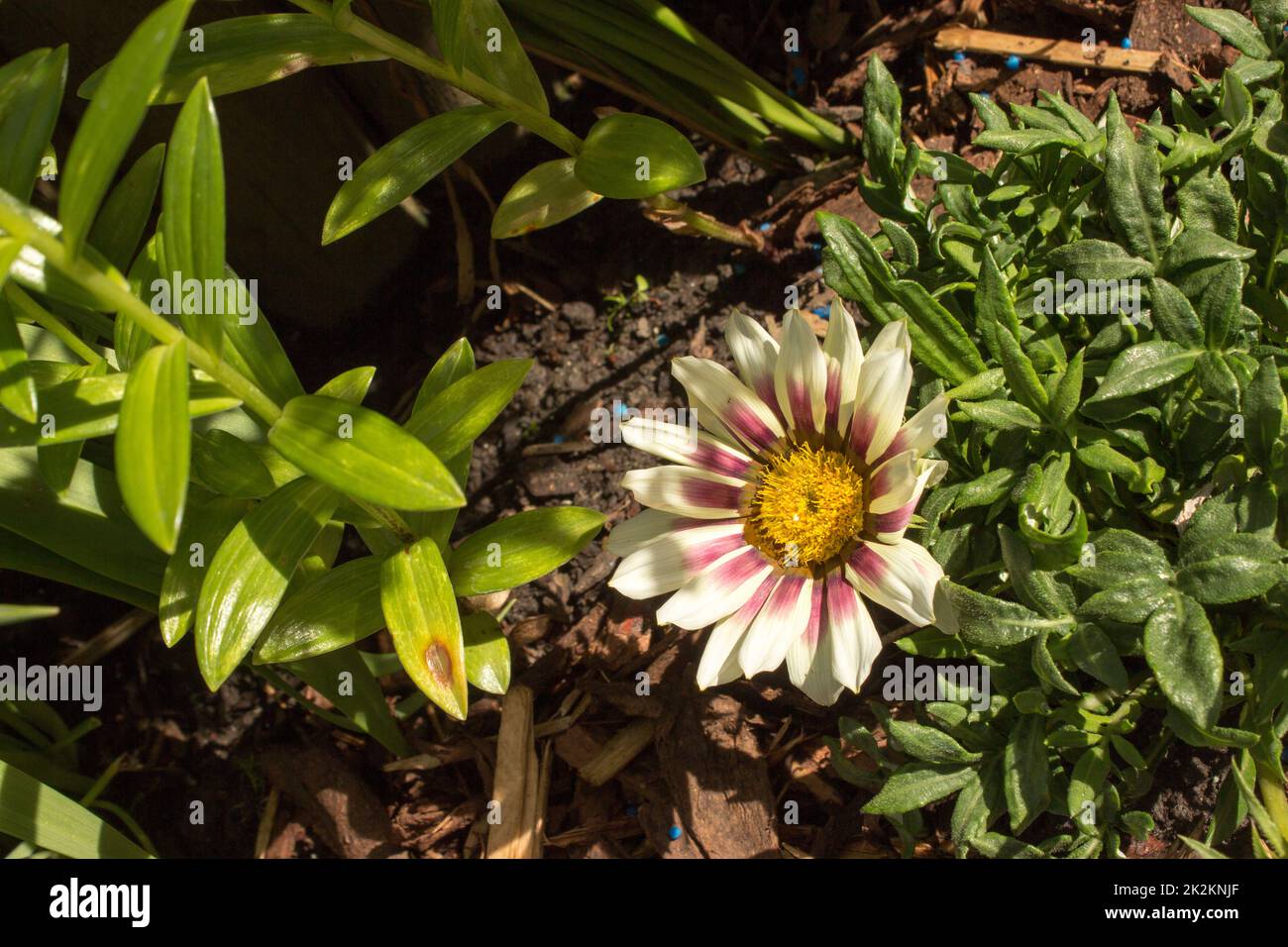 Gazania sul giardino Foto Stock