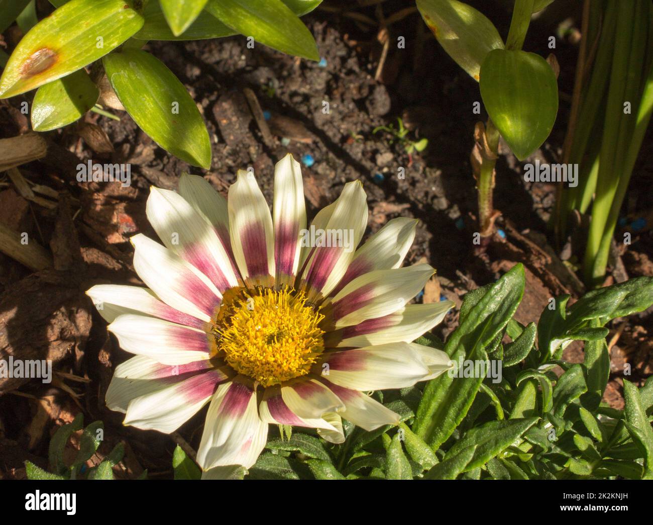 Gazania sul giardino Foto Stock