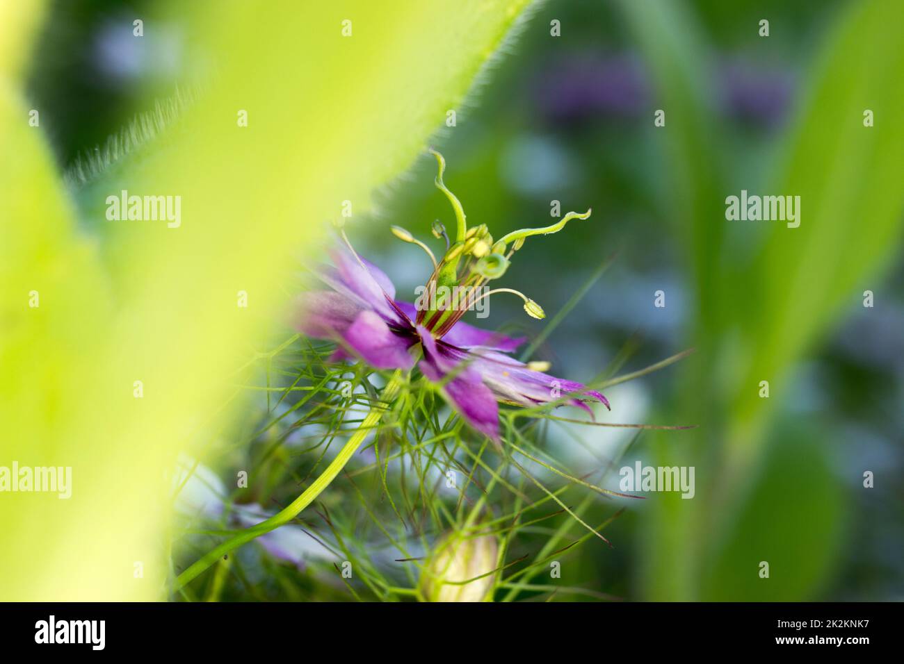Caraway nero - viola Foto Stock