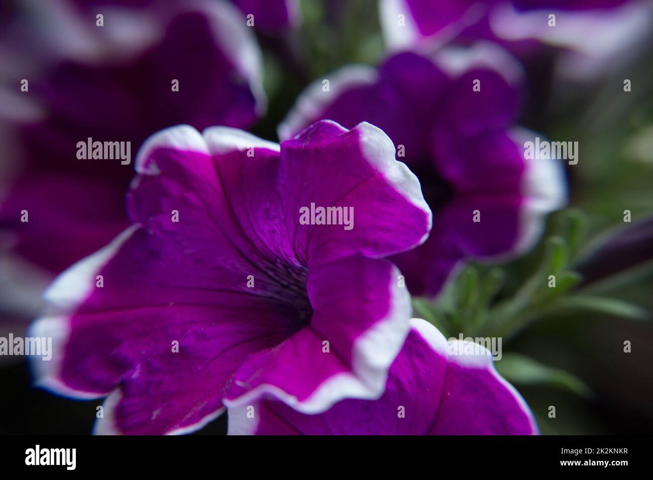 Petunia viola beutiful Foto Stock