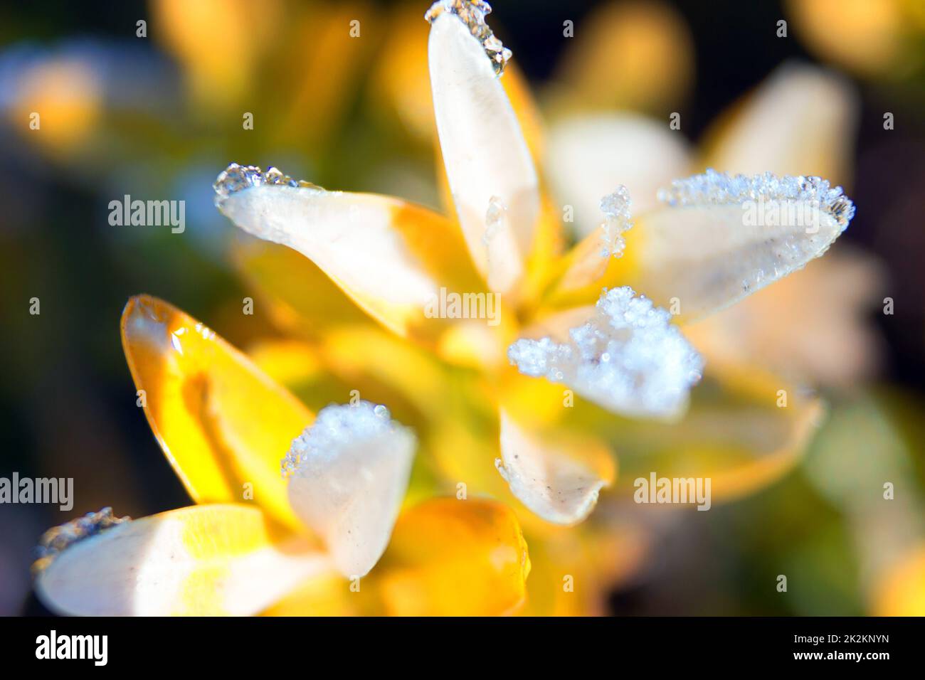Cristalli di ghiaccio su una foglia. Foto Stock