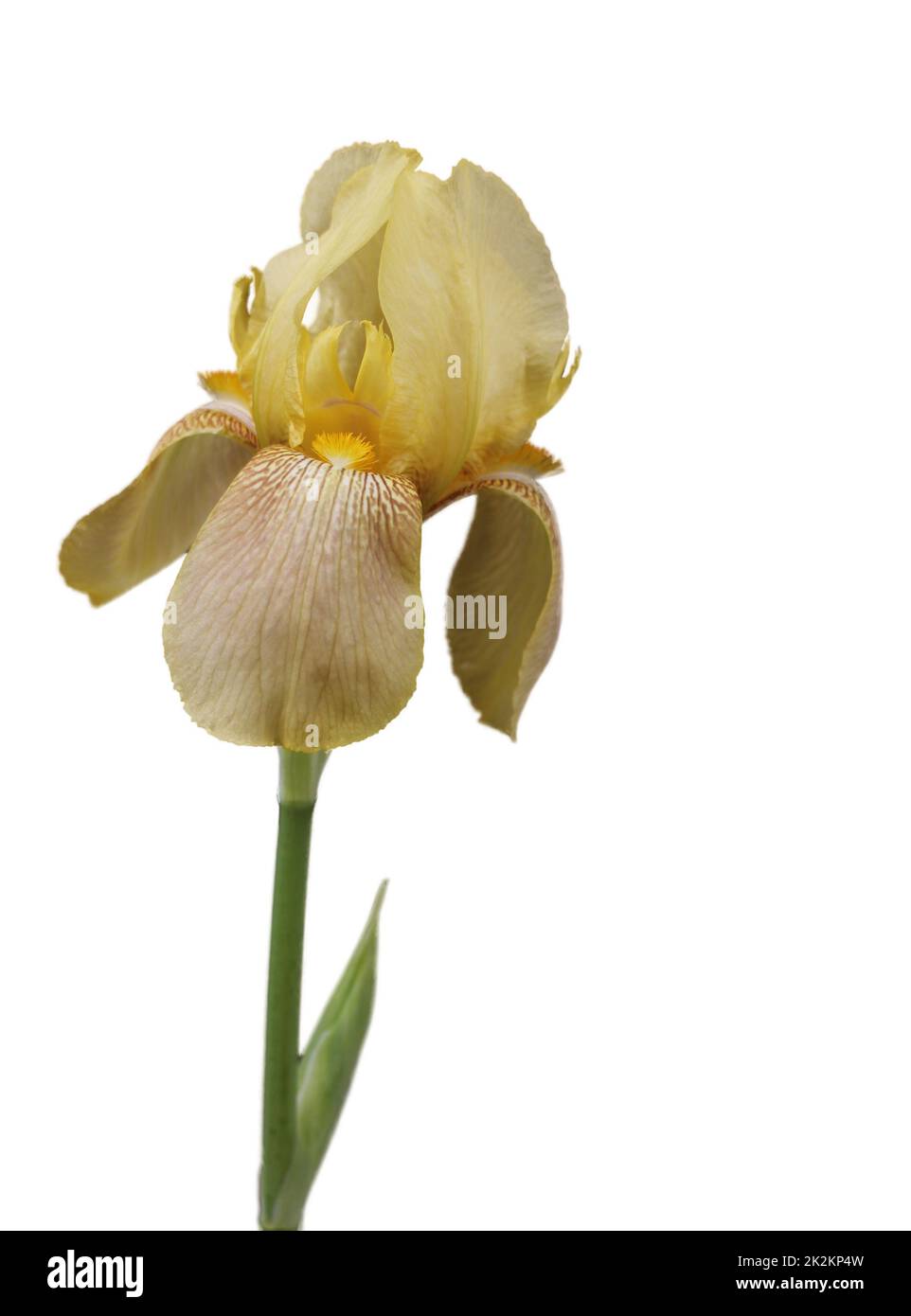 Iris giallo Bearded in fiore isolato su sfondo bianco Foto Stock