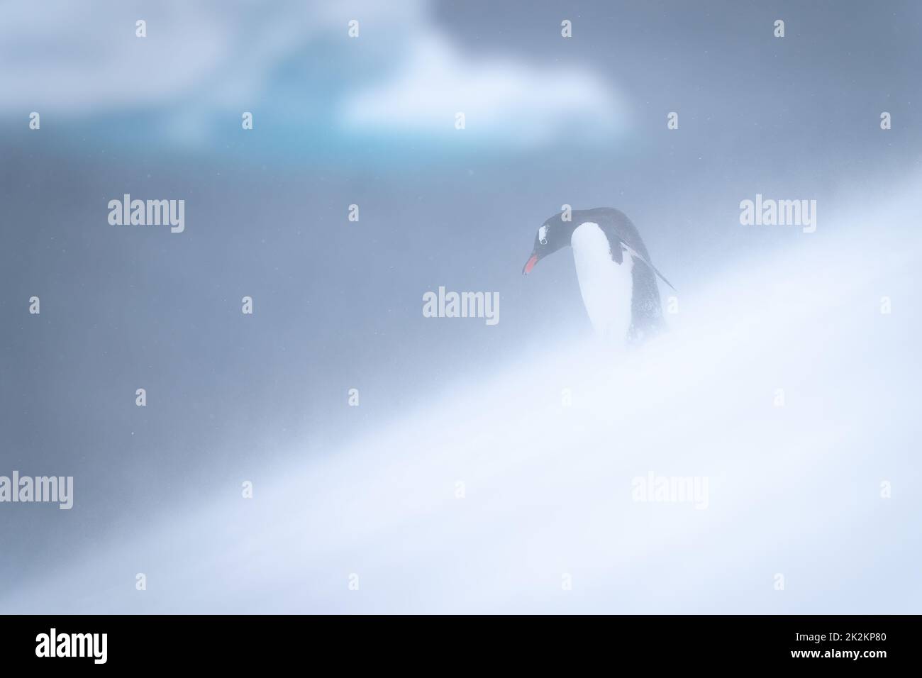 Gentoo pinguino si alza guardando giù nevoso collina Foto Stock