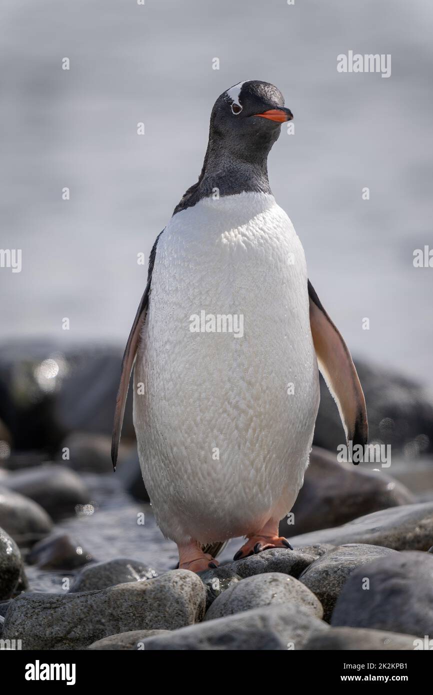 Pinguino Gentoo si erge su una testa basculante Foto Stock