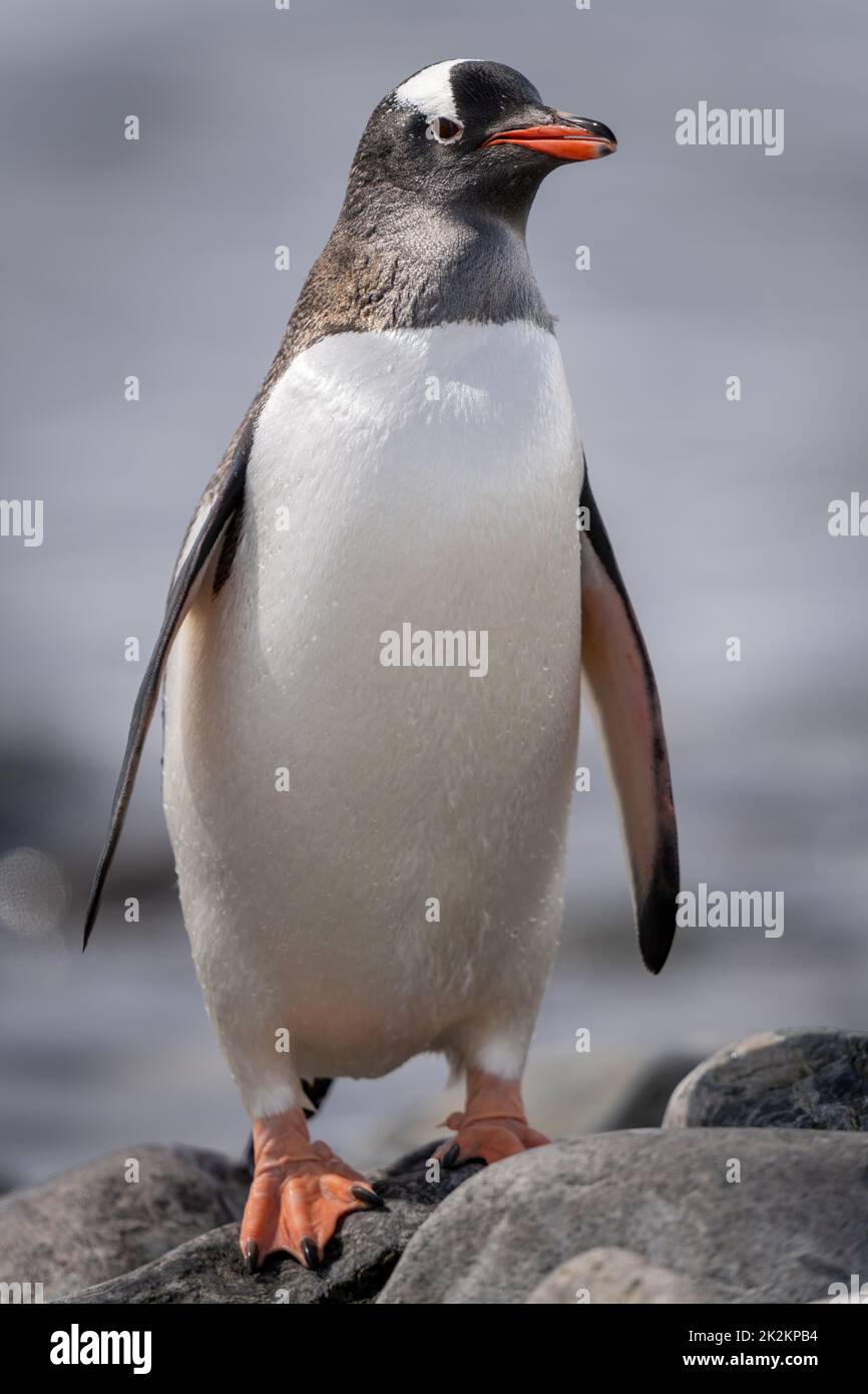 Pinguino Gentoo si erge su una macchina fotografica per gli occhi di rocce Foto Stock