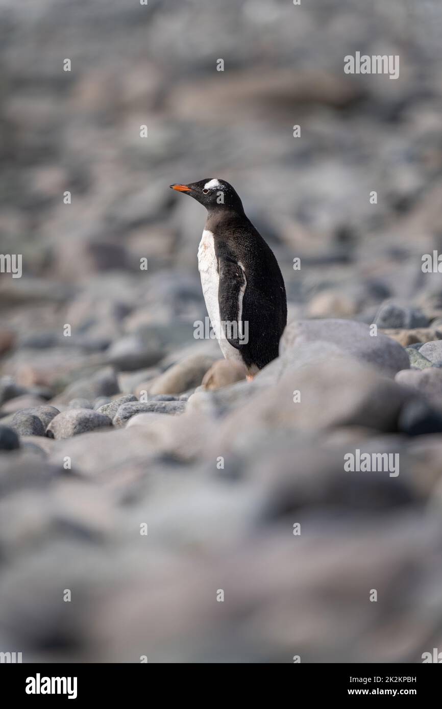 Gentoo pinguino sta in piedi su schingolo nel profilo Foto Stock