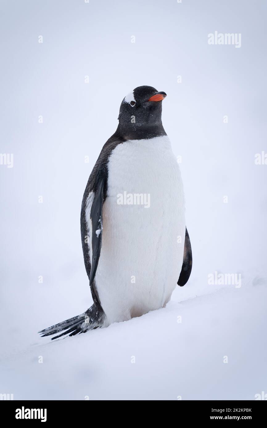 Pinguino Gentoo si erge su una macchina fotografica per gli occhi di neve Foto Stock