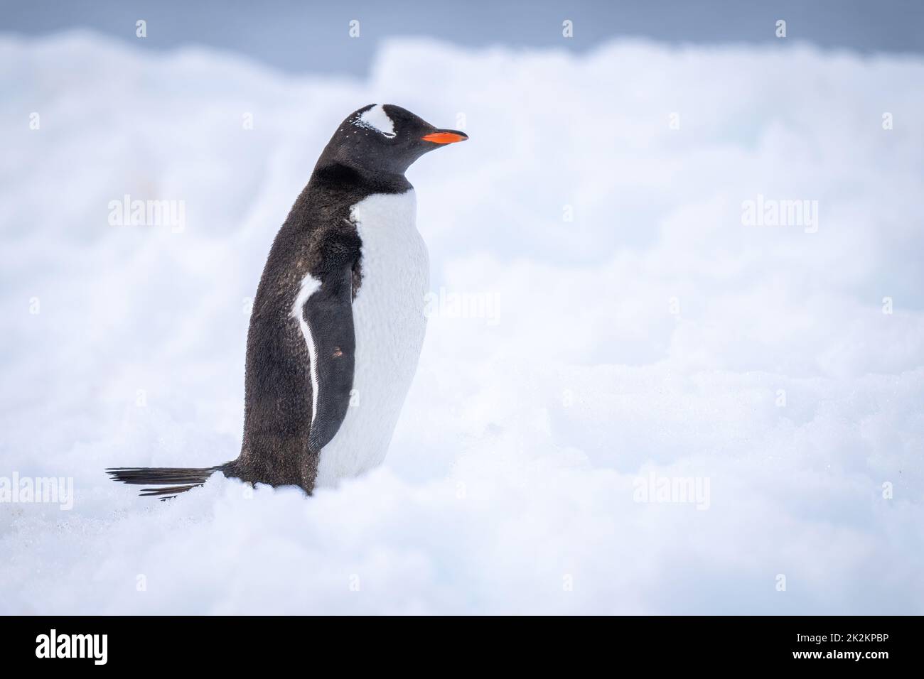 Pinguino Gentoo si alza sugli occhi di chiusura della neve Foto Stock