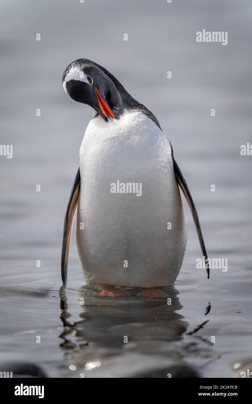 Gentoo pinguino si preda in shallows rocciosi Foto Stock