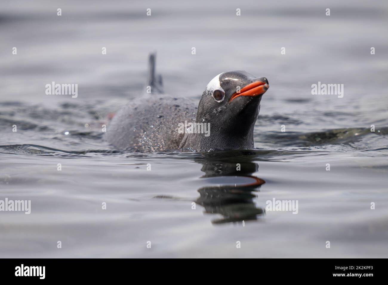 Pinguino Gentoo nuota in una fotocamera per gli occhi di mare Foto Stock