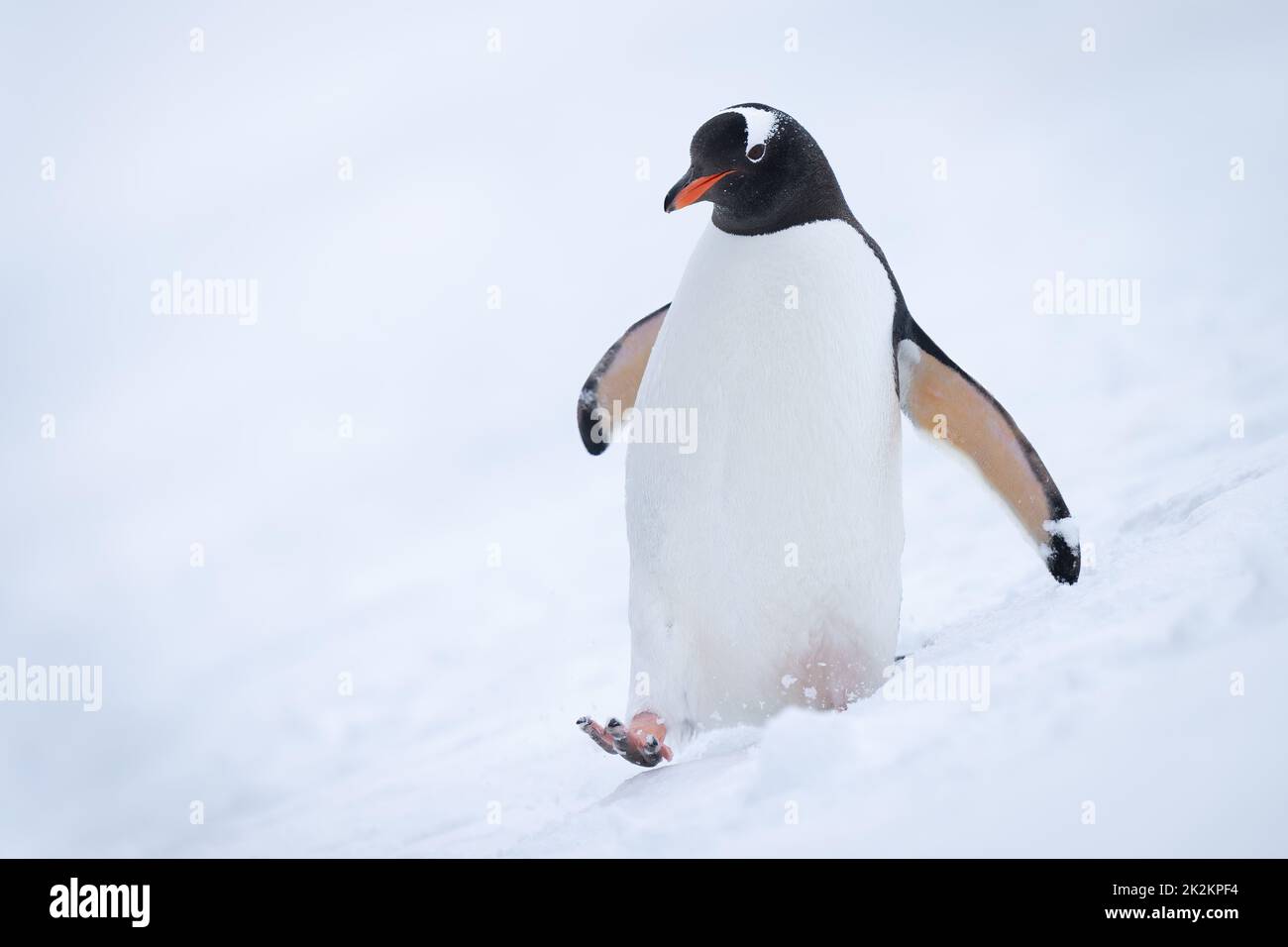 Il pinguino Gentoo si spinda attraverso la macchina fotografica per gli occhi di neve Foto Stock