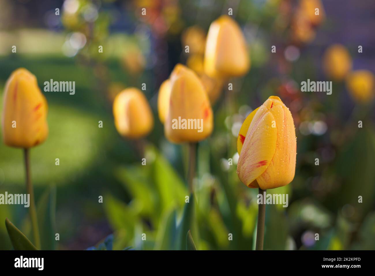 tulipano giallo in giardino campo Foto Stock