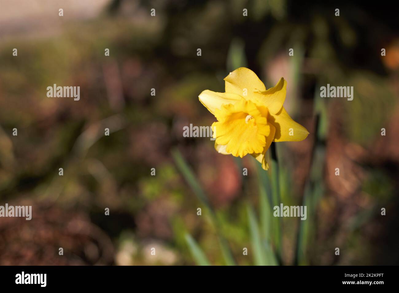 narciso gialle in giardino Foto Stock