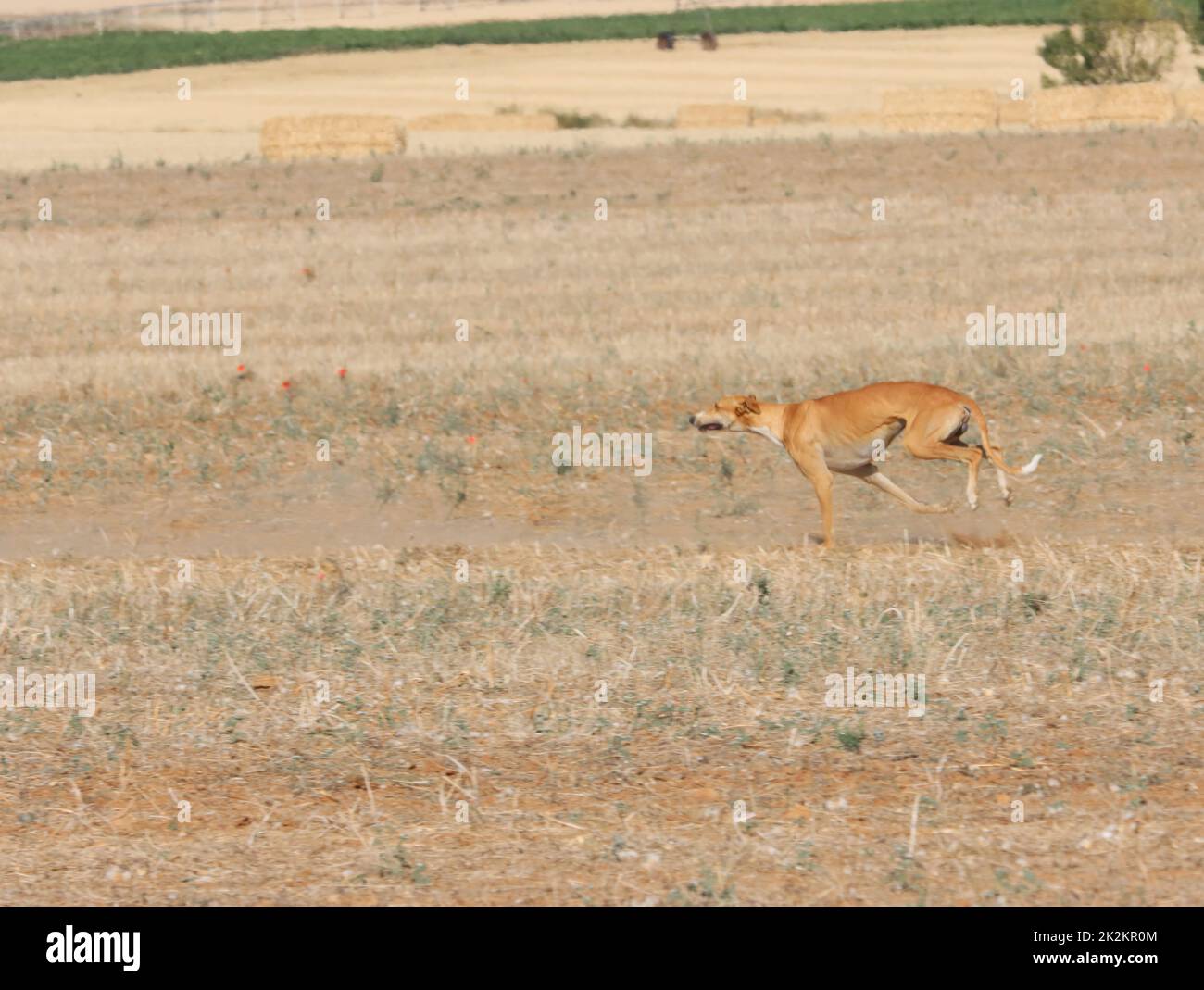 greyhound corsa fast dog nazionale animale campo caccia lepre Foto Stock