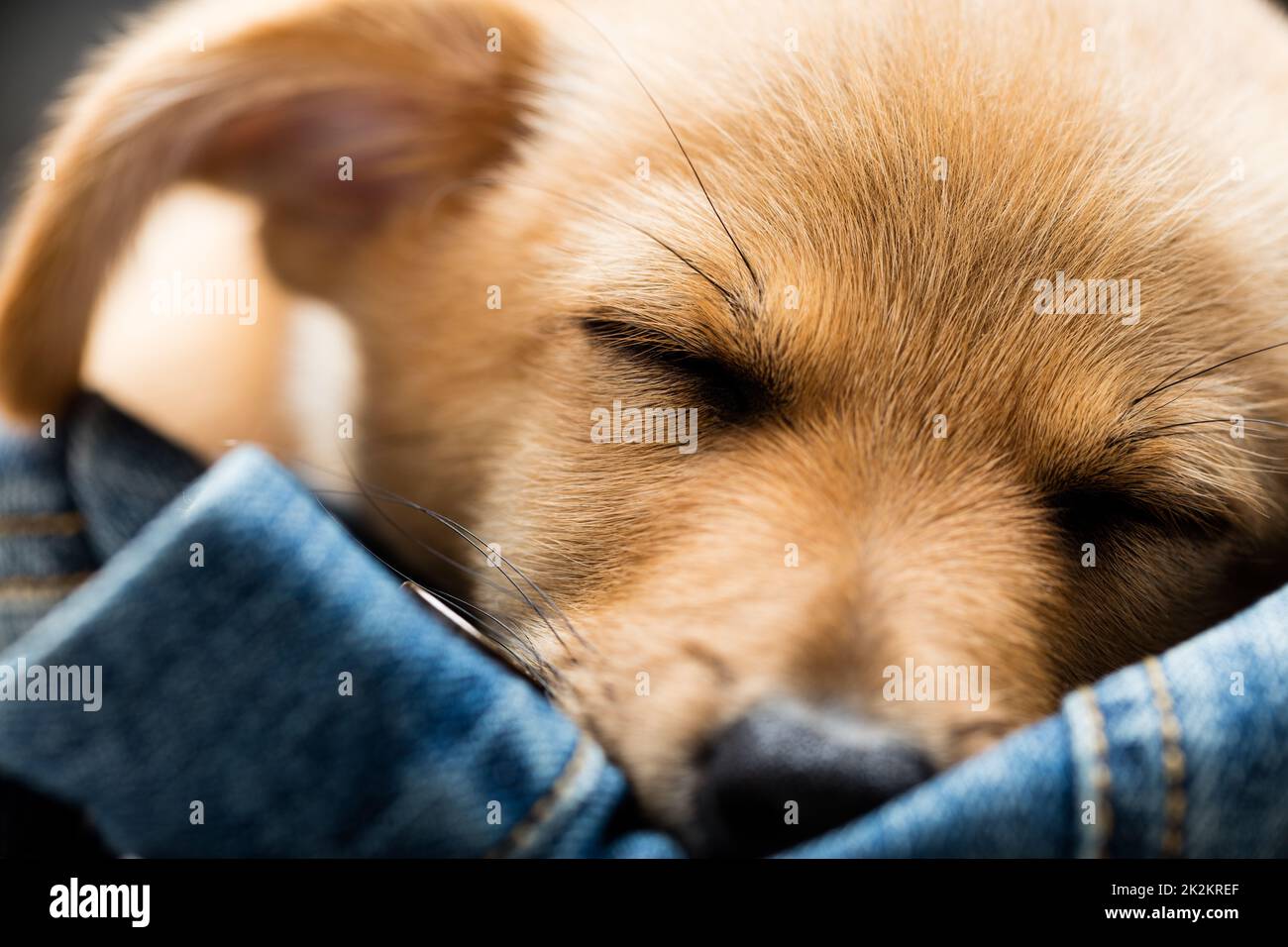 primo piano di un cucciolo di cane che dorme Foto Stock