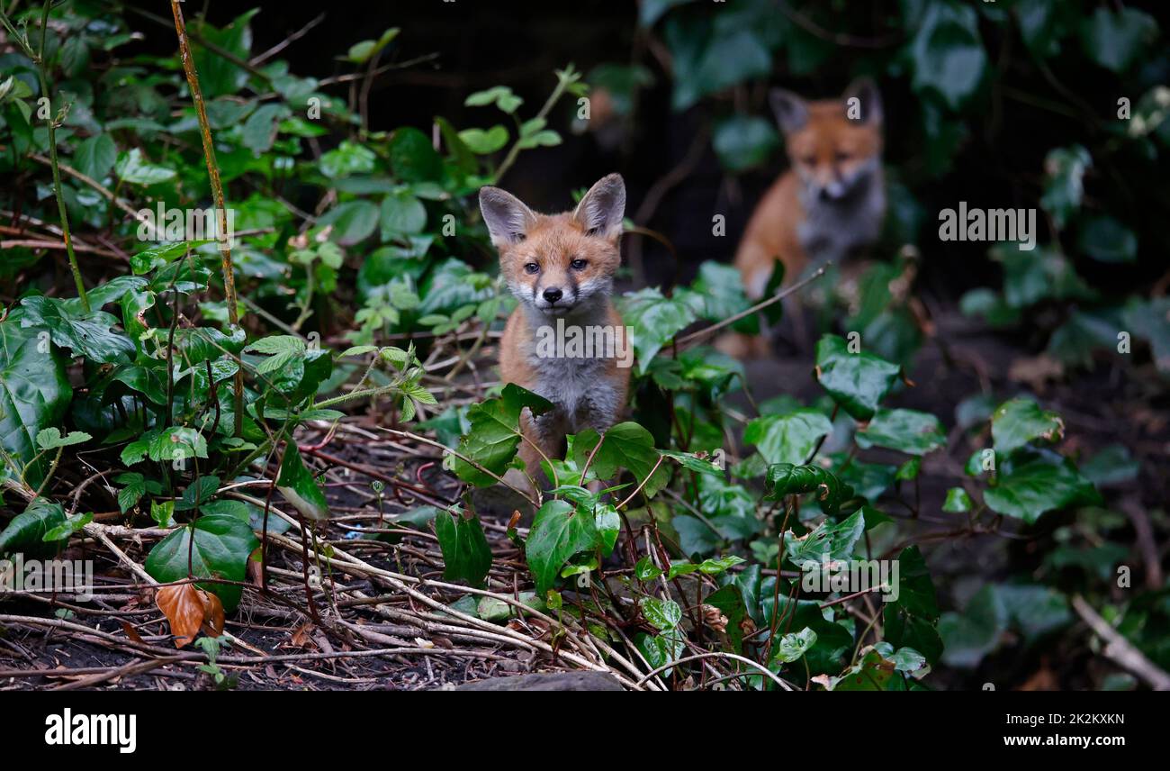 Cuccioli di volpe urbana giovanile che giocano in giardino Foto Stock