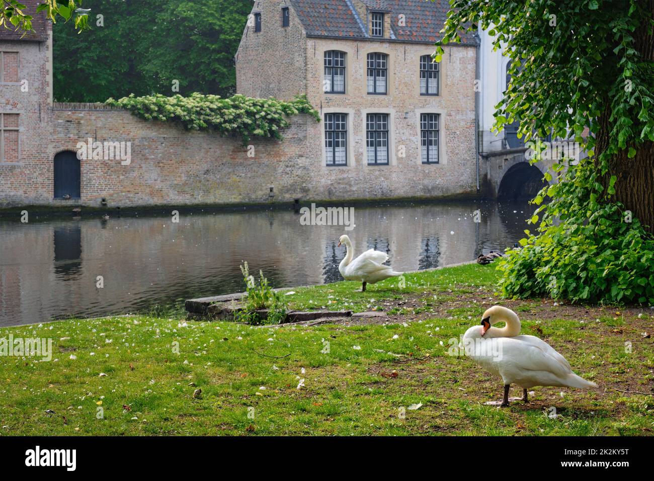 Cigni su una riva di canale vicino Begijnhof Beguinage nella città di Bruges. Brugge, Belgio Foto Stock
