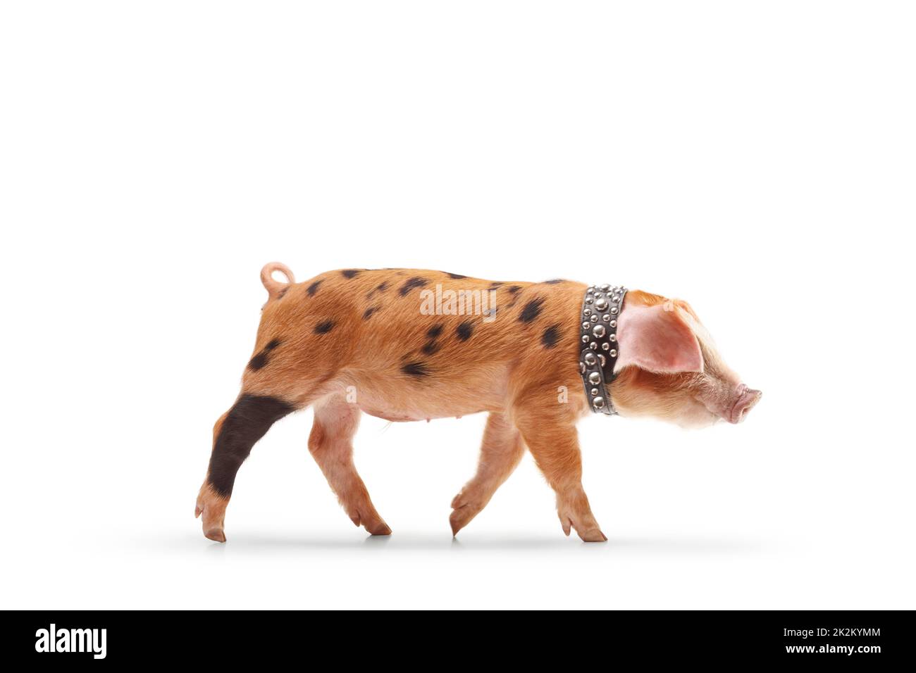 Carino cucciolo di maialino con collo a chiodare isolato su sfondo bianco Foto Stock