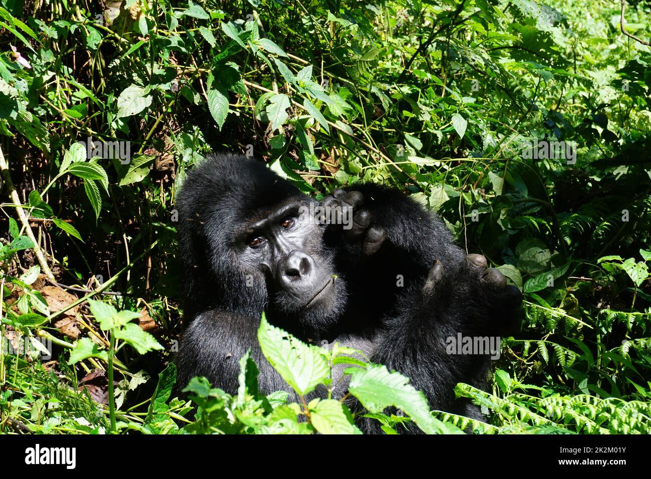 Contatto visivo con un gorilla di montagna argentata nella foresta impenetrabile di Bwindi Foto Stock