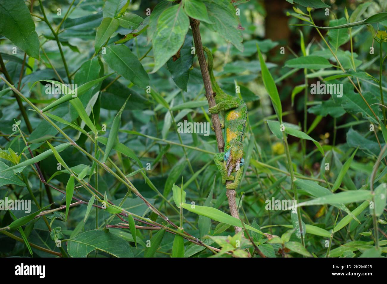 Macchia Chameleon di Male Jackson accanto al sentiero nella foresta impenetrabile di Bwindi Foto Stock