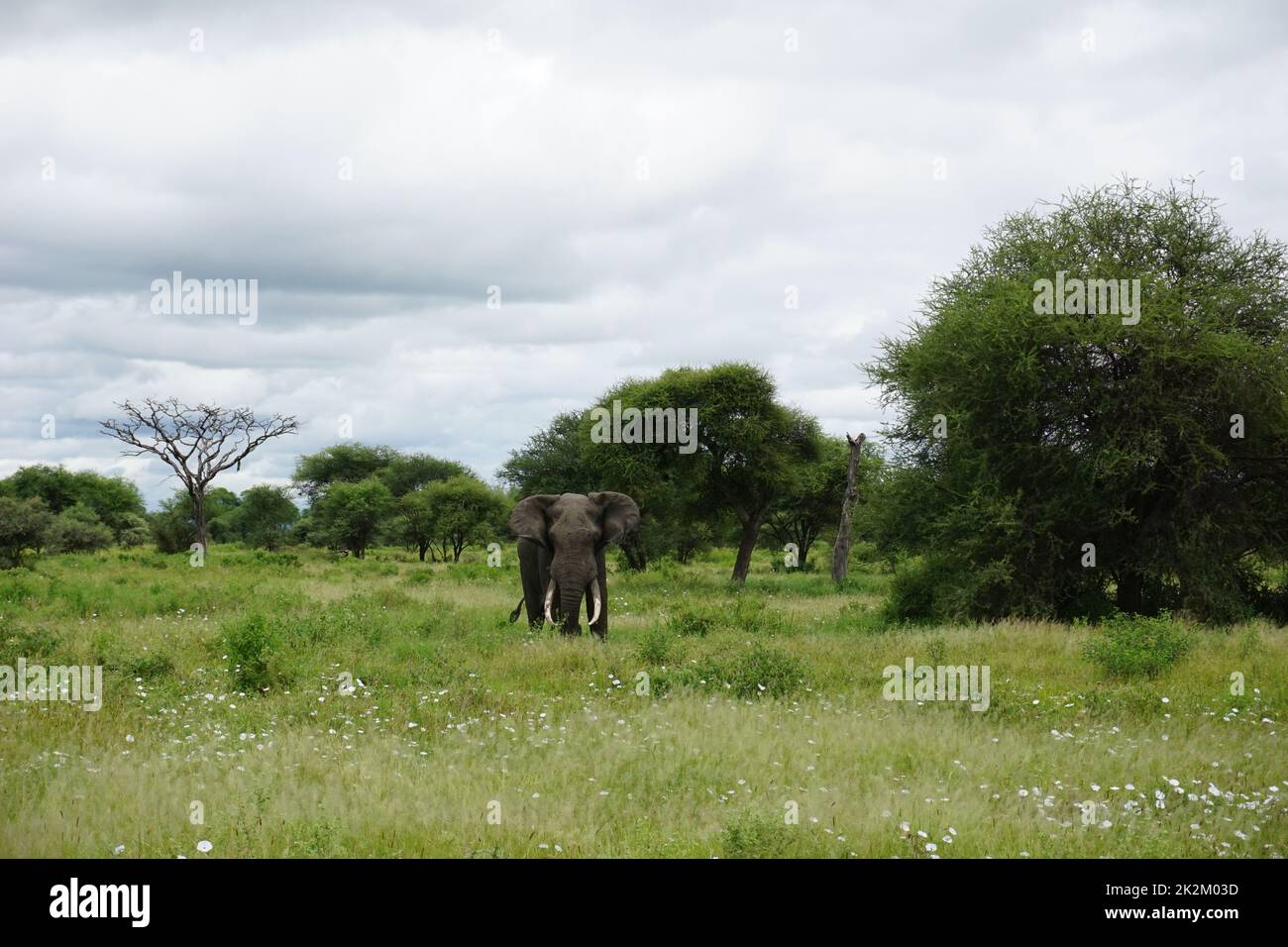 Un elefante africano solista, grande e bella creatura Foto Stock