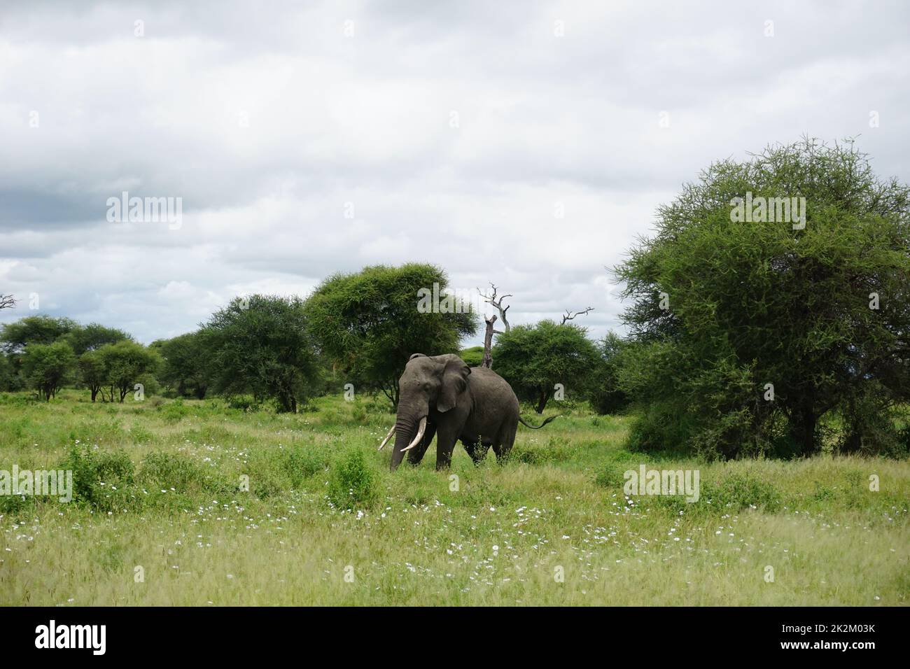 lone Elephant bull, elefante africano, catturato nel Parco Nazionale di Tarangire Foto Stock