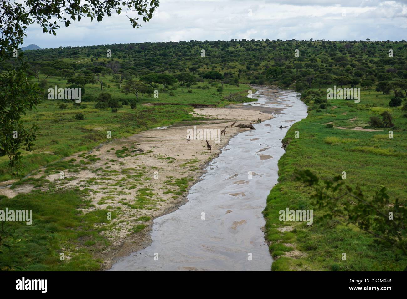 Vista sul fiume Tarangire con un gruppo di giraffe, il Parco Nazionale di Tarangire Foto Stock