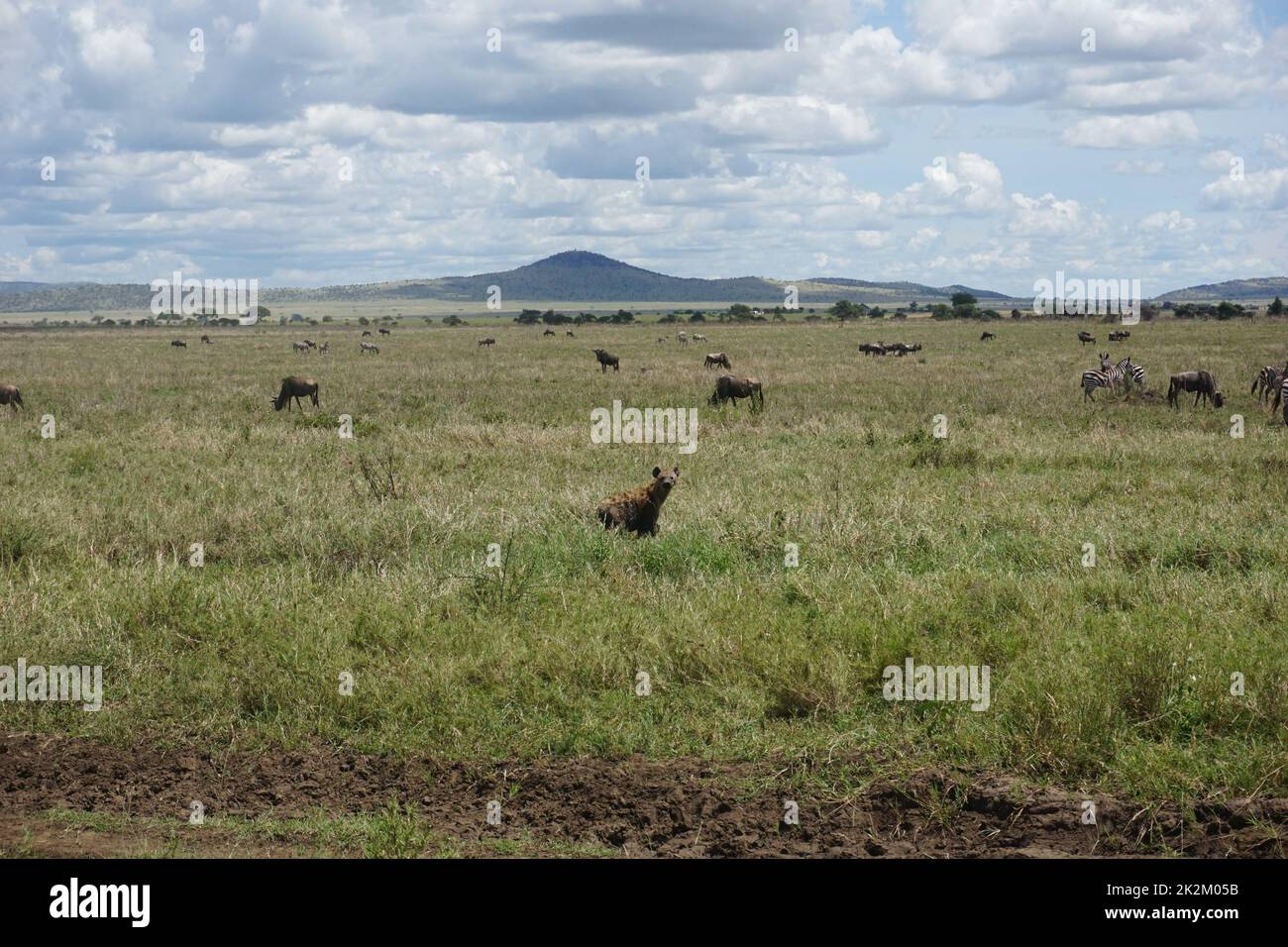 Hyena esplorando il terreno erboso dei Serengeti Foto Stock