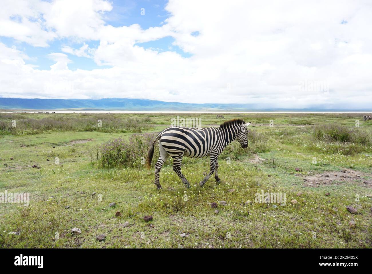 Primo piano su una bellissima Zebra nel Parco Nazionale del Cratere di Ngorongoro Foto Stock