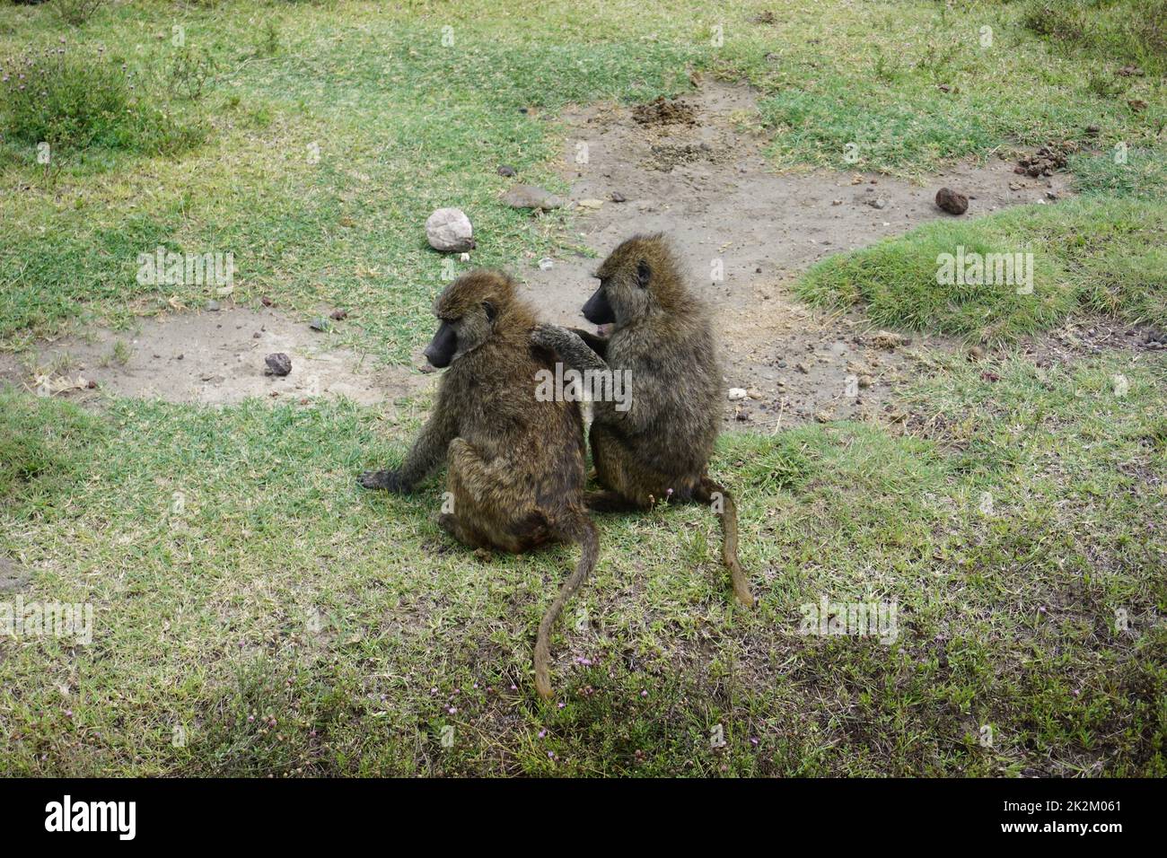 Due scimmie si agguantano nel Cratere di Ngorongoro Foto Stock