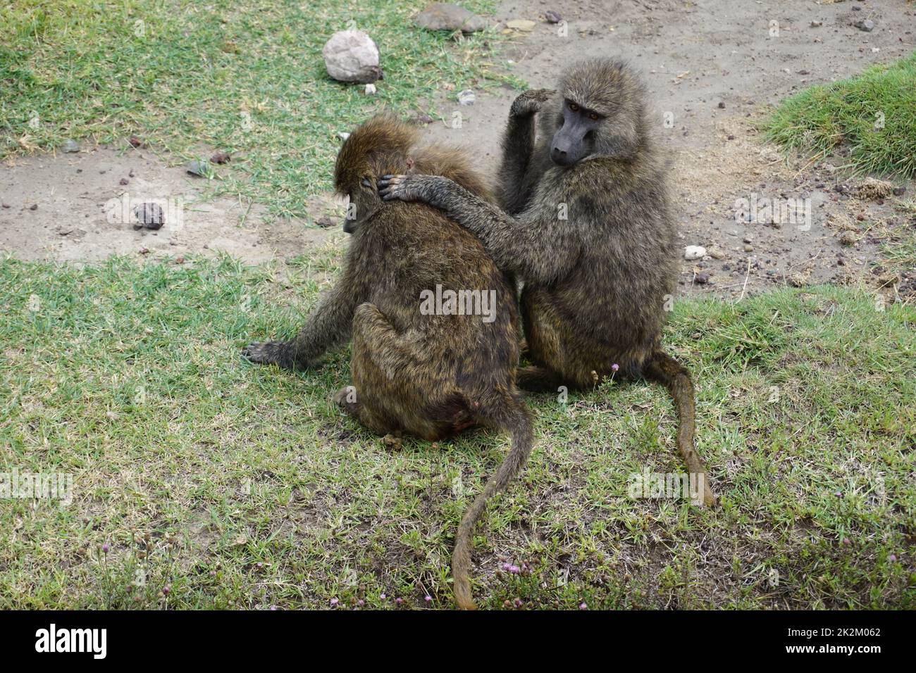 Un rituale di bonding delle scimmie del baboon, che si agguantano, cratere di Ngorongoro Foto Stock