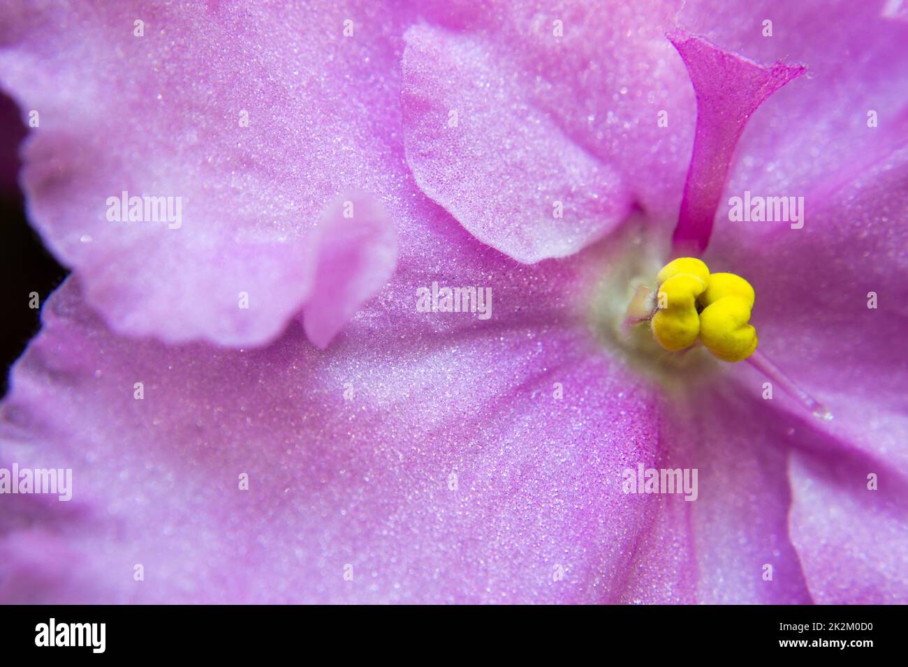Viola africano - Saintpaulia macro di pistillo Foto Stock
