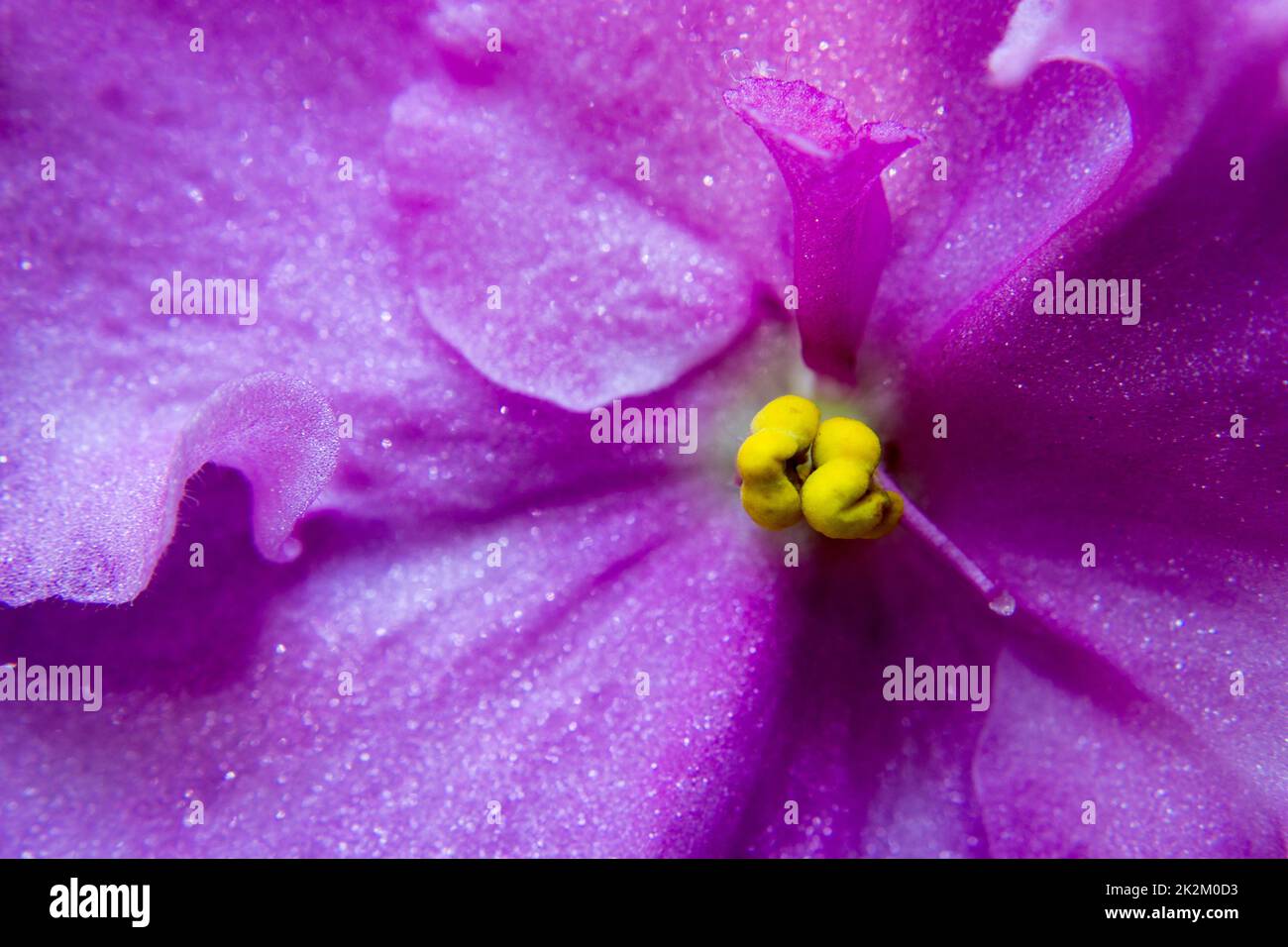 Pistillo di viola africano - macro Saintpaulia Foto Stock