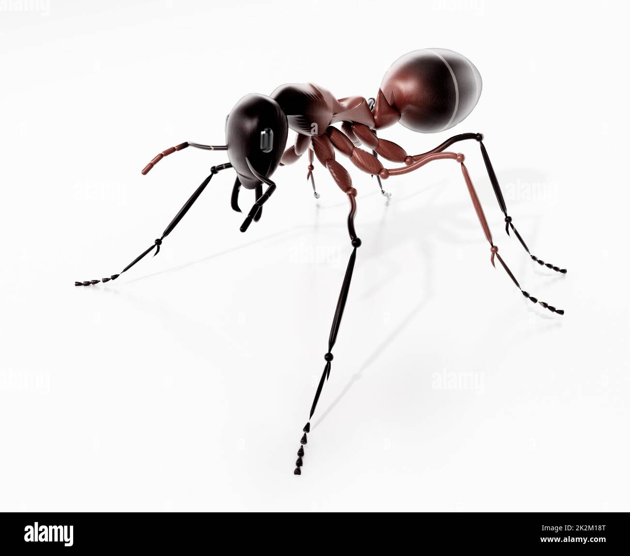 3D illustrazione di una formica isolata su sfondo bianco. Illustrazione 3D Foto Stock