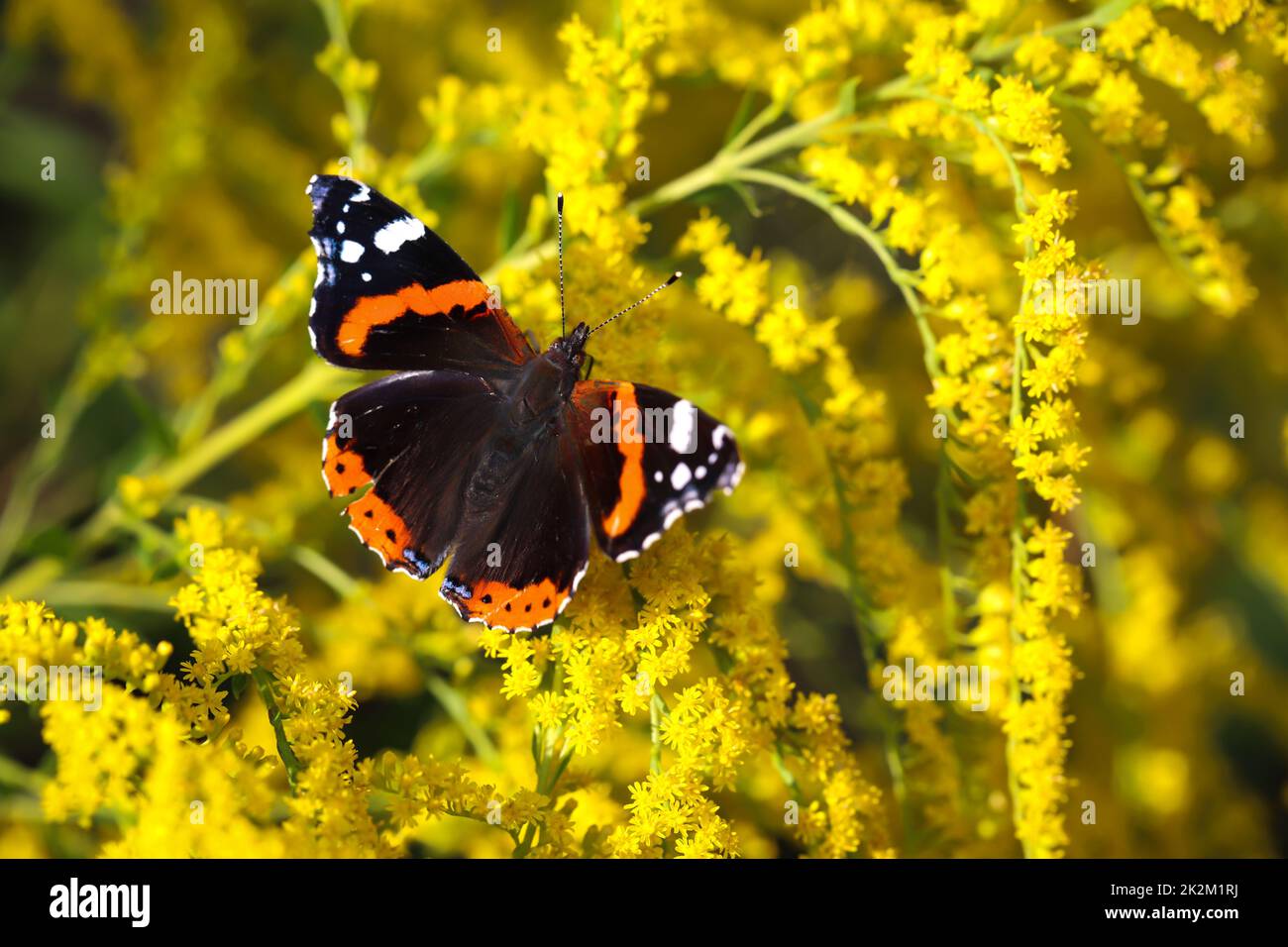 Un ammiraglio, farfalla su una pianta fiorita gialla. Foto Stock