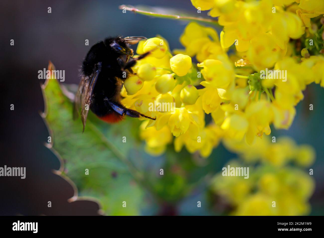 Un bumblebee che raccoglie polline su una pianta fiorita gialla. Foto Stock