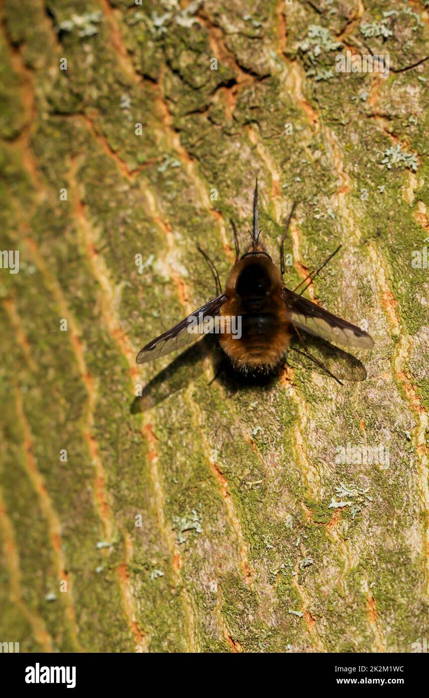 Grande falco di lana, Bombylius Major su un tronco d'albero. Foto Stock