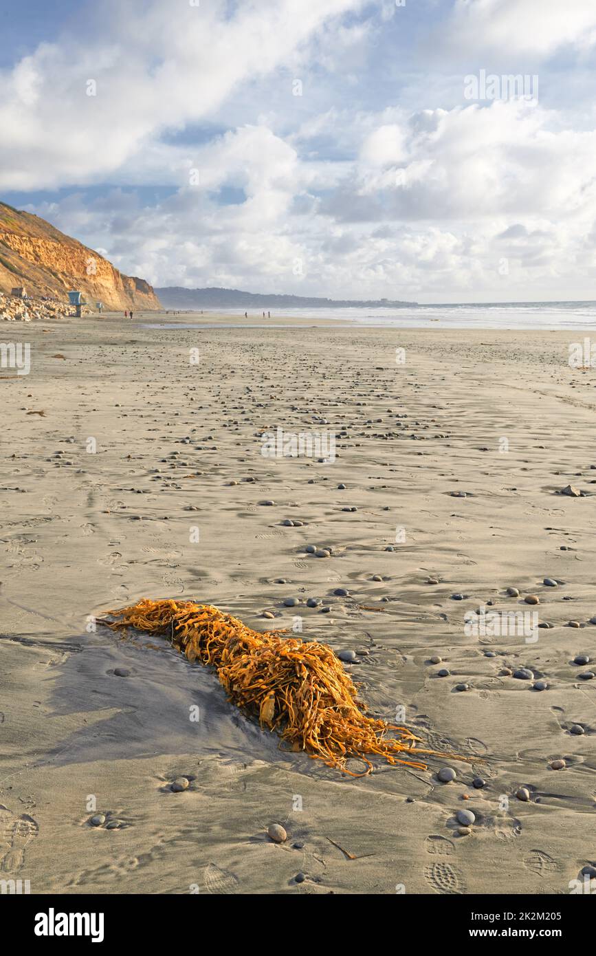 Torrey Pines Beach - San Diego, California, Stati Uniti. La bellissima spiaggia di Torrey Pines, San Diego, California. Foto Stock