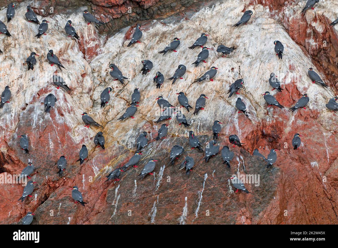 Un gregge di Inca Terns su una Rocky Island Foto Stock