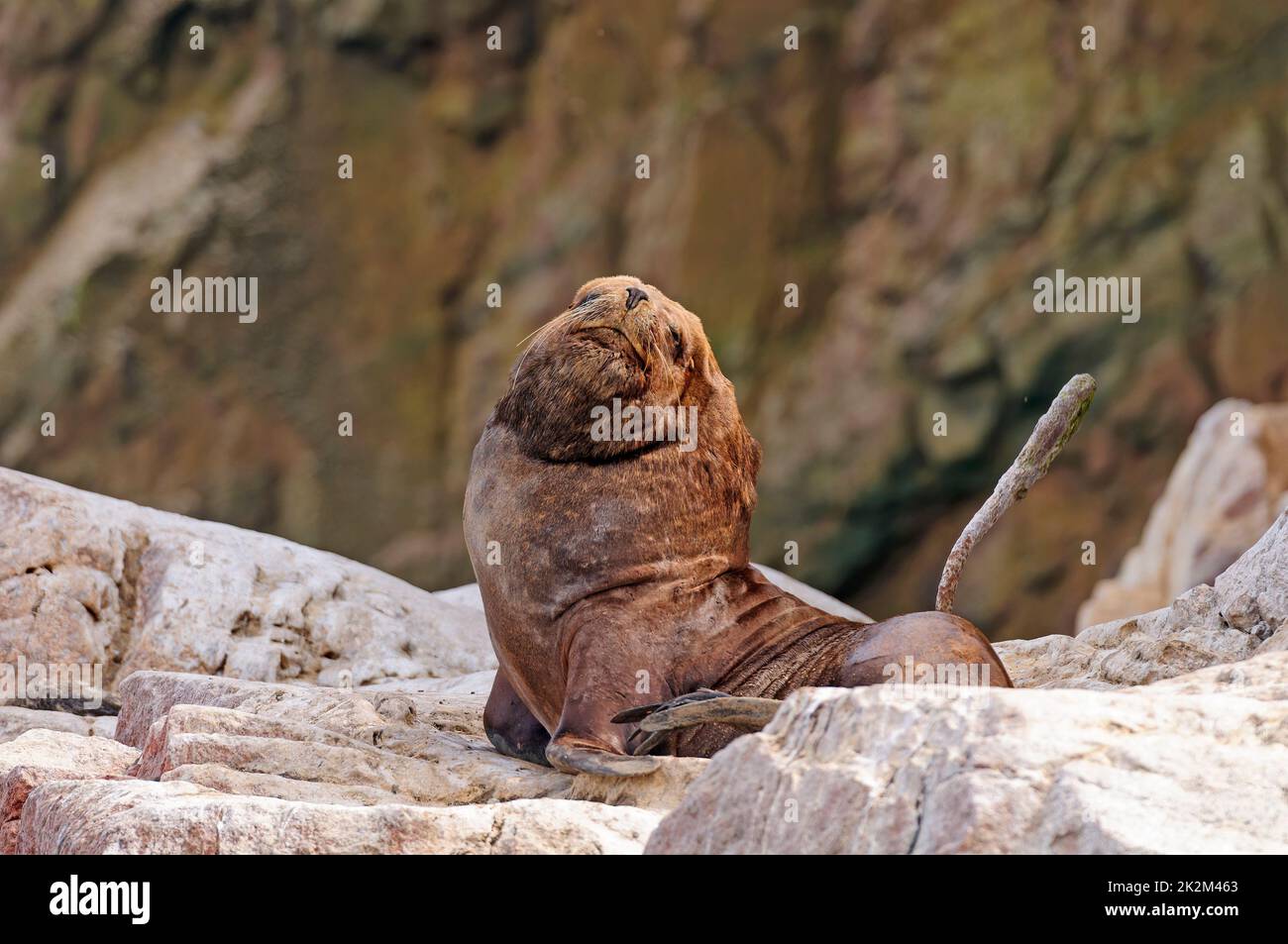 Un grande Leone Male del Mare Sudamericano su un'isola remota Foto Stock