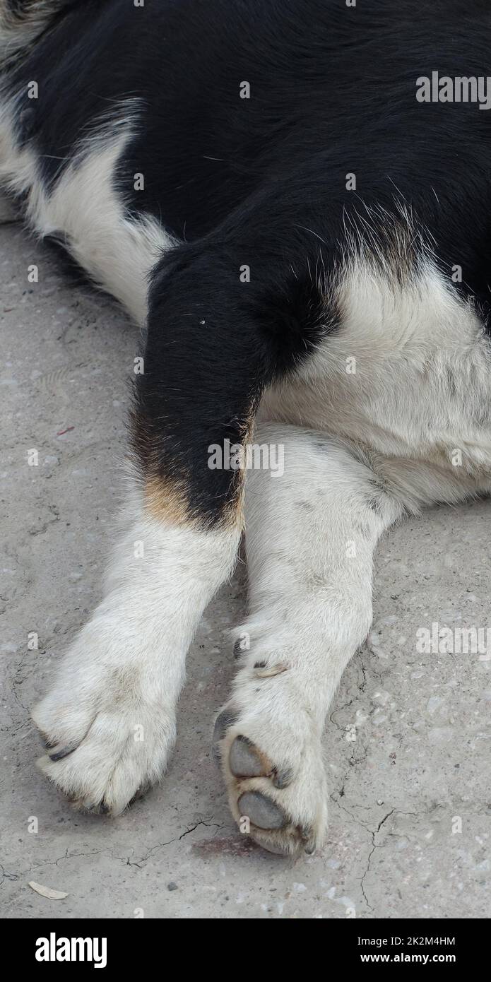 cane sdraiato con il collo allungato - primo piano sonno cane - stanco cane riposo Foto Stock