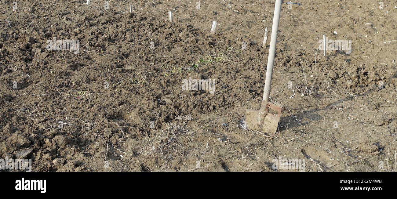 aerazione-scavo del terreno per piantare l'area del giardino con una pala da scavo Foto Stock