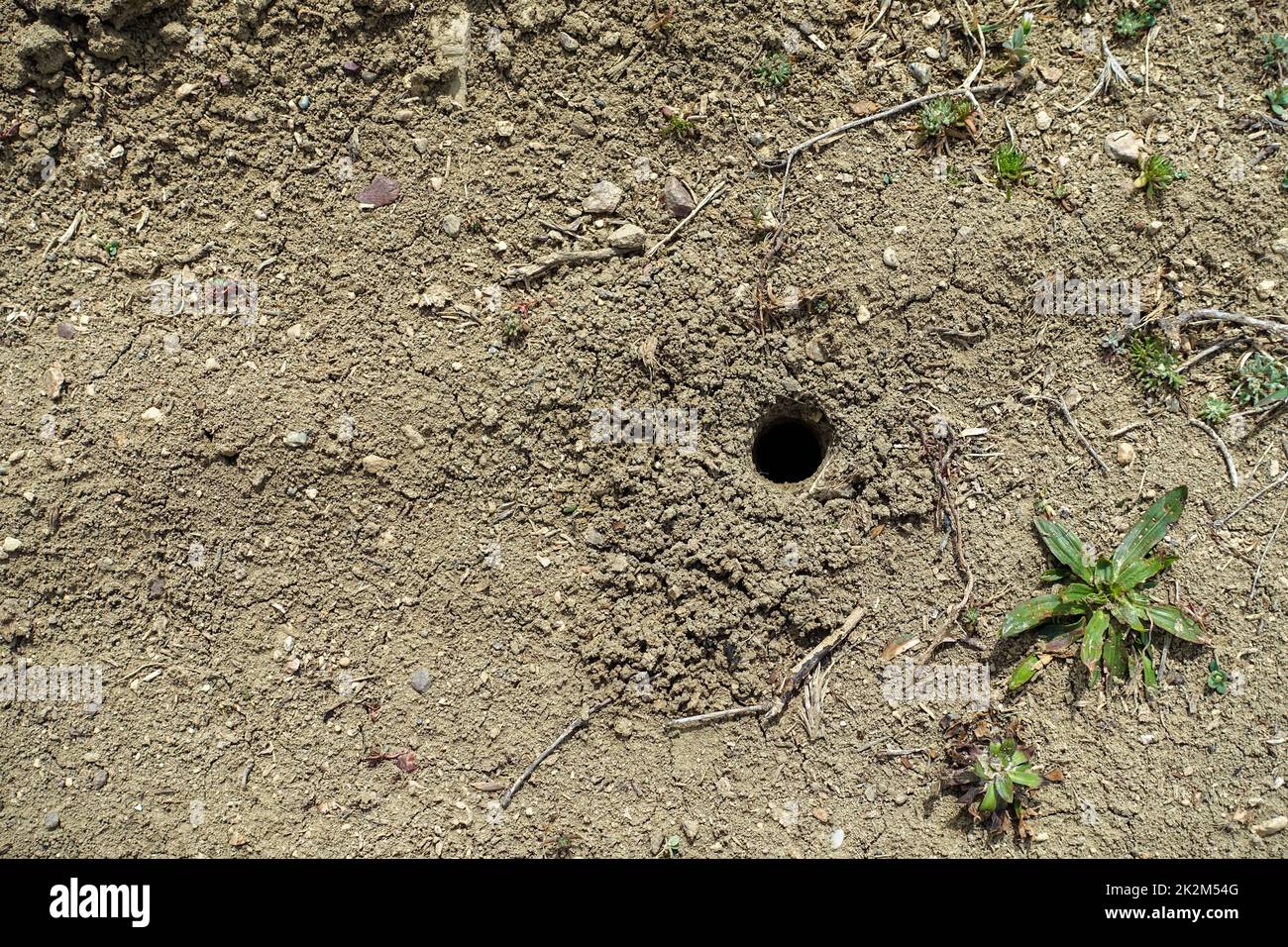 nidi animali naturali in natura, nidi nel terreno formato da insetti grandi Foto Stock